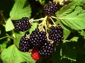 Blackberry 