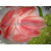 Tilapia Fillet Grade A from reliable factory in China