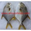 Golden Pompano from reliable factory in China