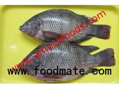 Tilapia fish from reliable producer in China