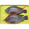 Tilapia fish from reliable producer in China