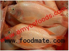 Red Tilapia gutted from reliable factory in China