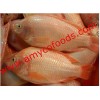 Red Tilapia gutted from reliable factory in China