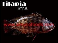 Tilapia fish from reliable producer in China