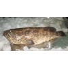 Black spotted grouper