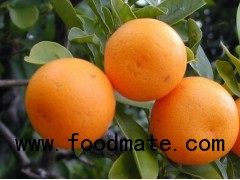 fresh citrus mandarin