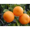 fresh citrus mandarin