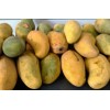 Sindri,Chausa,Langra Mangos