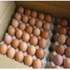 Fresh Chicken Eggs ROYAL