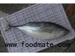 FROZEN BONITO TUNA