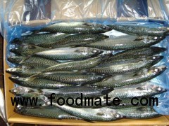 FROZEN PACIFIC MACKEREL