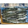 FROZEN PACIFIC MACKEREL