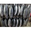 Skipjack Tuna