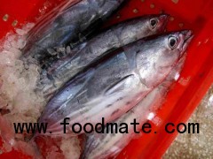 Skipjack Tuna