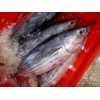 Skipjack Tuna