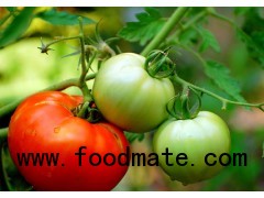 Tomatoes