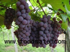 Grapes