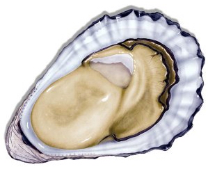 oyster 