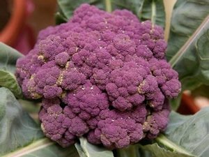 purple cauliflower