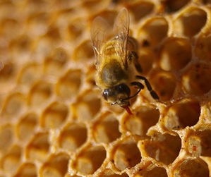 Bees