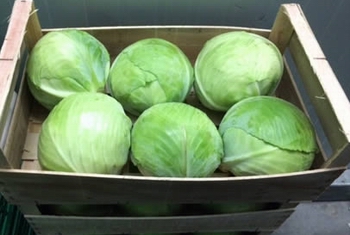 cabbage