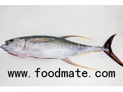 Fresh Chilled Yellowfin Tuna GG