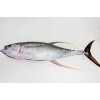 Fresh Chilled Yellowfin Tuna GG