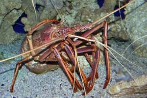 Australian Lobsters 
