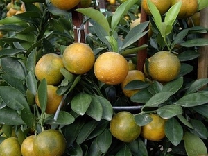 citrus greening