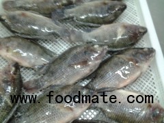 Tilapia fish from reliable producer in China