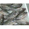 Tilapia fish from reliable producer in China