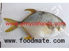 Golden Pompano from reliable factory in China