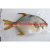 Golden Pompano from reliable factory in China