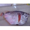 FROZEN MOONFISH