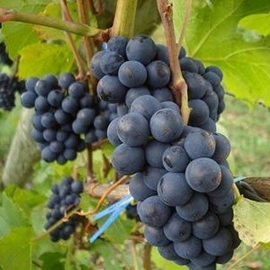 Australian table grape