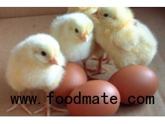 Broiler hatching eggs Cobb500 and Ros 308 , fresh chicken eggs