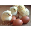 Broiler hatching eggs Cobb500 and Ros 308 , fresh chicken eggs