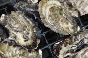 oyster