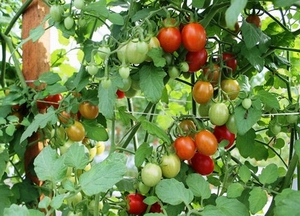 grape tomato