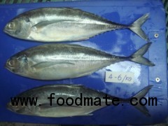 HORESE MACKEREL