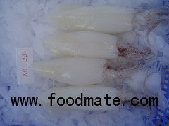 SQUID