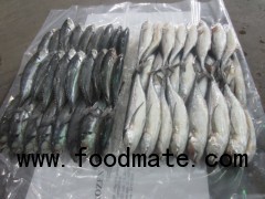 WHOLE ROUND HORESE MACKEREL