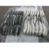 WHOLE ROUND HORESE MACKEREL
