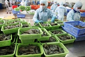 shrimp exports
