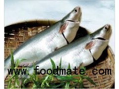 whole round pangasius