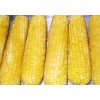 Sweet Corn cob