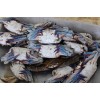 FROZEN WHOLE CRABS (BLUE SWIMMING CRABS)