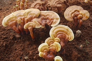 reishi mushroom