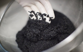 sturgeon caviar 