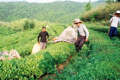 Chinese tea growers 